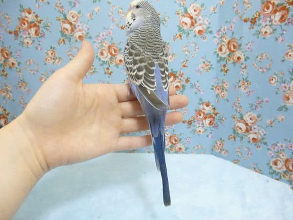 ジャンボセキセイインコ