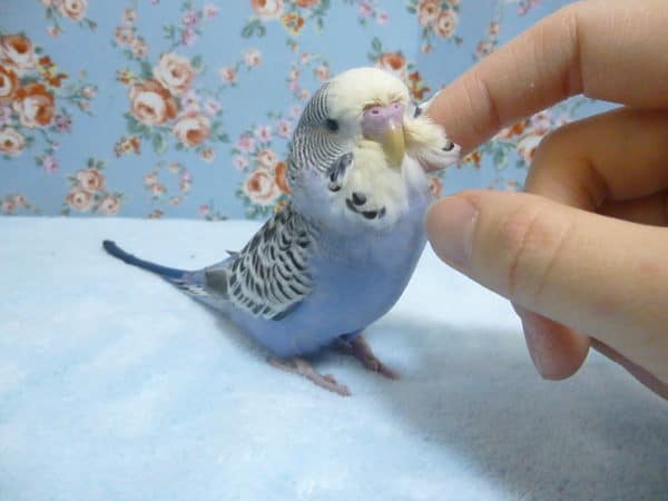 ジャンボセキセイインコ
