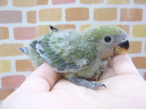 コザクラインコ（小桜インコ）