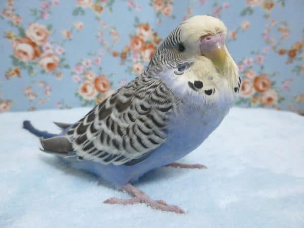 ジャンボセキセイインコ