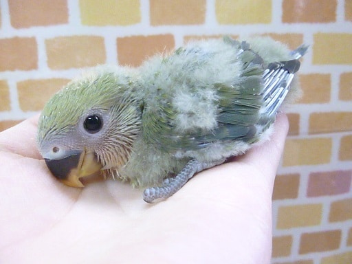 コザクラインコ（小桜インコ）