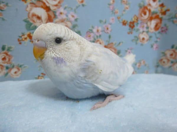 ジャンボセキセイインコ