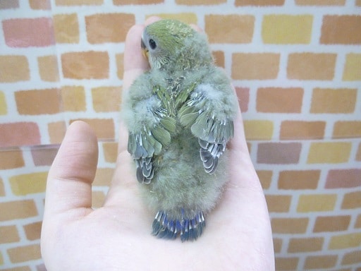 コザクラインコ（小桜インコ）