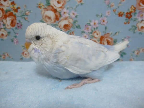 ジャンボセキセイインコ