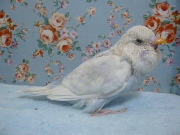 ジャンボセキセイインコ