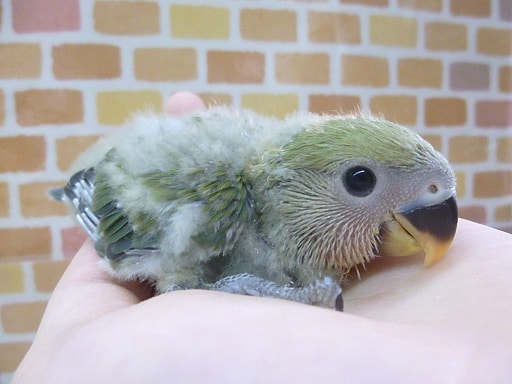 コザクラインコ（小桜インコ）