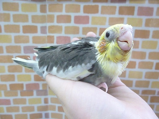 オカメインコ