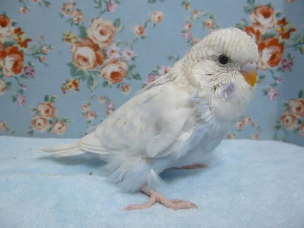 ジャンボセキセイインコ