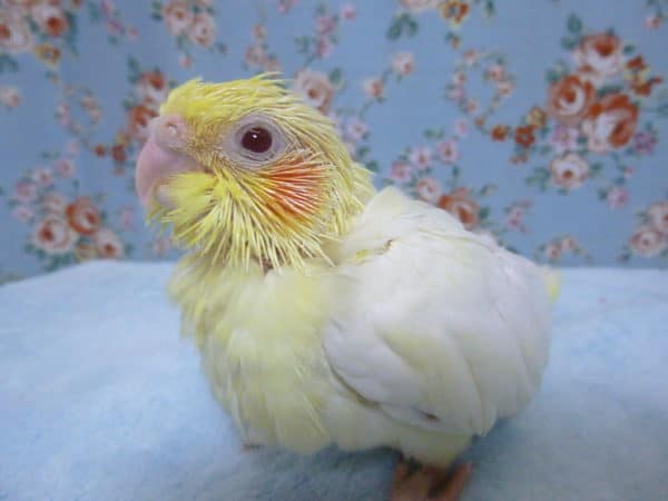 オカメインコ