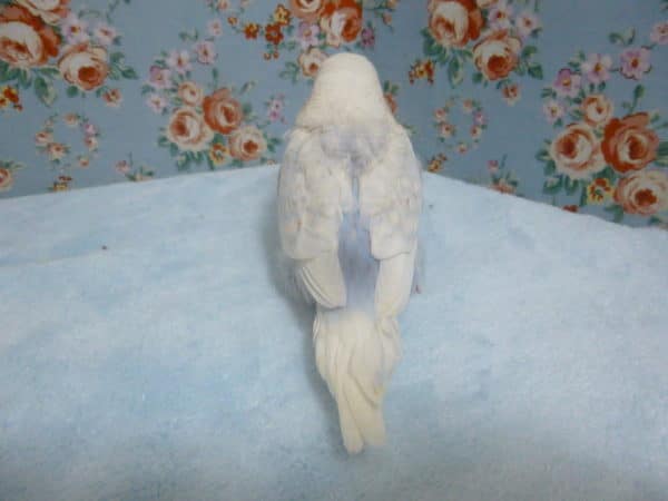 ジャンボセキセイインコ