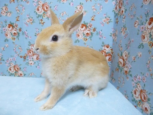 ネザーランドドワーフ