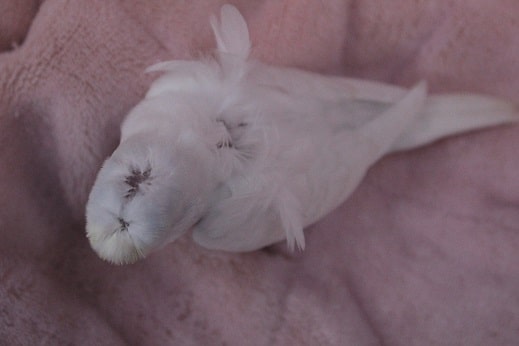 入舎少なめ!羽衣セキセイ 9/17入舎 羽衣セキセイインコ