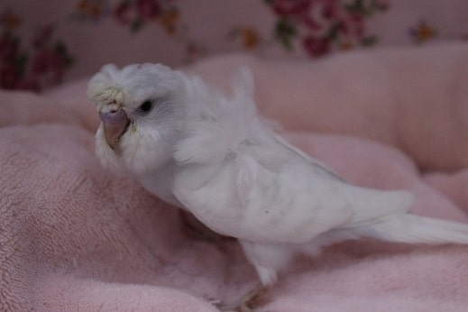 入舎少なめ!羽衣セキセイ 9/17入舎 羽衣セキセイインコ