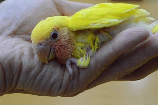 ベタ馴れ!! コザクラインコ ルチノー ヒナ餌卒業しています。 コザクラインコ(小桜インコ)