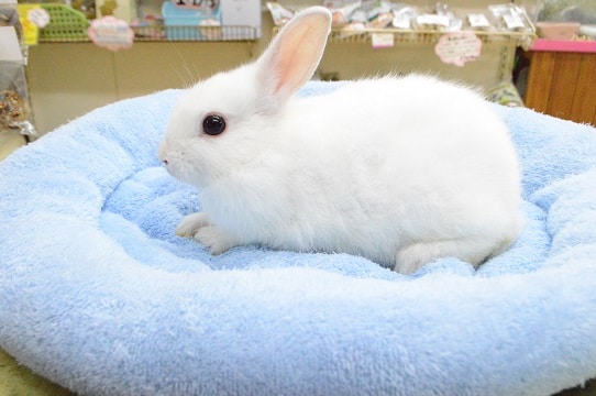 ネザーランドドワーフ