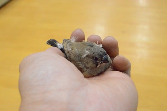 錦花鳥（キンカチョウ）