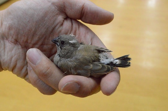 錦花鳥（キンカチョウ）