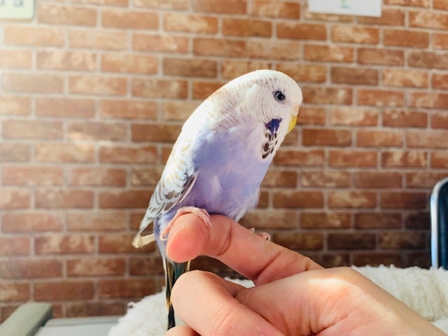 ジャンボセキセイインコ