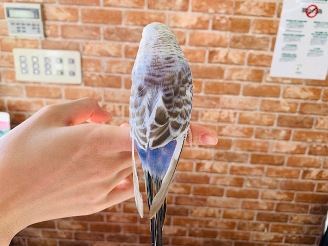 ジャンボセキセイインコ