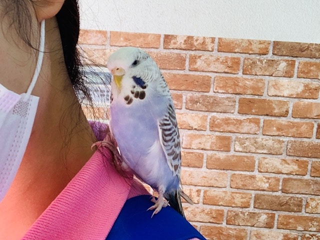 ジャンボセキセイインコ