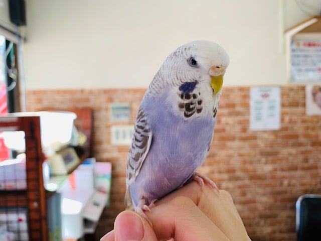 ジャンボセキセイインコ