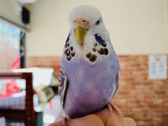 ジャンボセキセイインコ