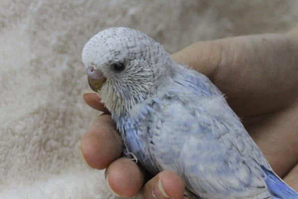 ジャンボセキセイインコ