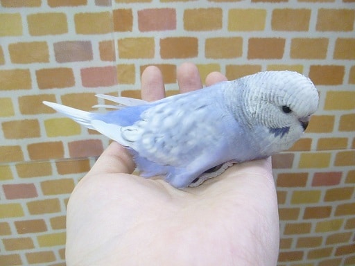 ジャンボセキセイインコ