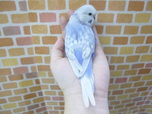 ジャンボセキセイインコ