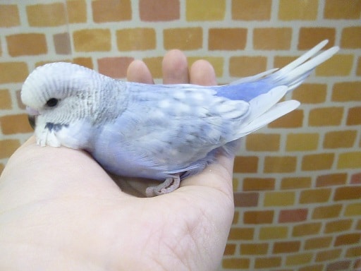 ジャンボセキセイインコ