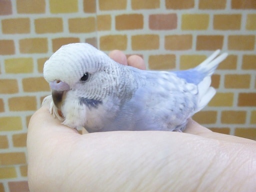 ジャンボセキセイインコ