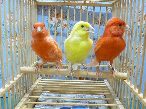 赤カナリア