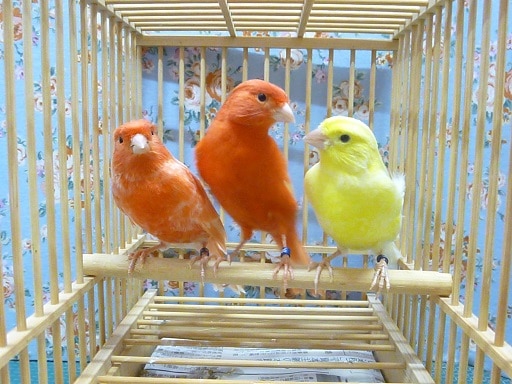 赤カナリア