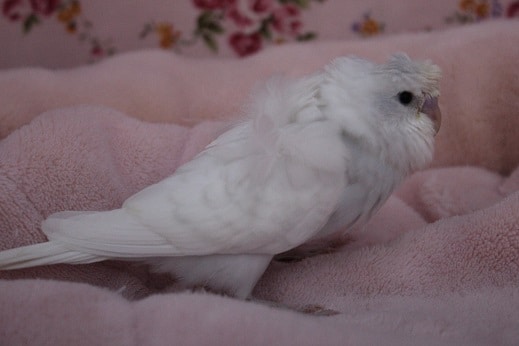 入舎少なめ!羽衣セキセイ 9/17入舎 羽衣セキセイインコ