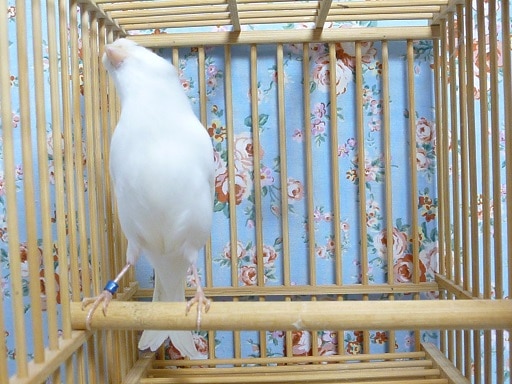 白カナリア