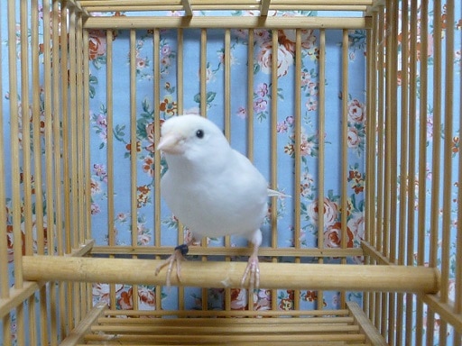 白カナリア