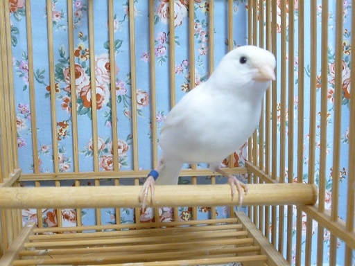 白カナリア