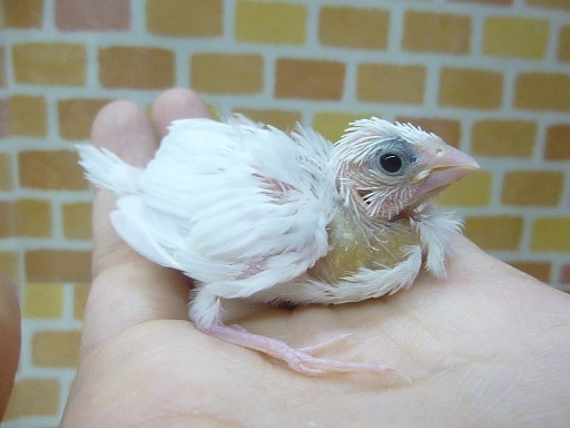 十姉妹（ジュウシマツ）