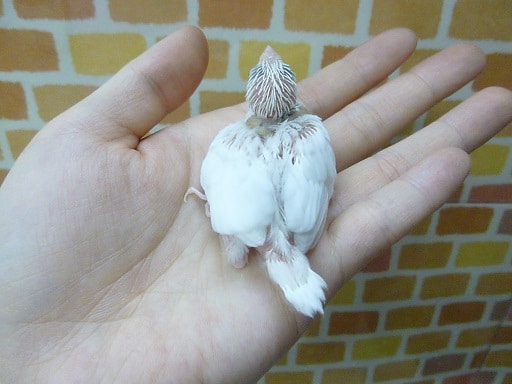 十姉妹（ジュウシマツ）