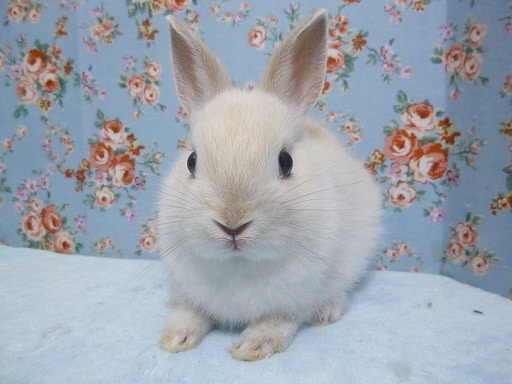 ネザーランドドワーフ