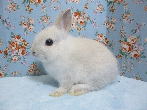 ネザーランドドワーフ