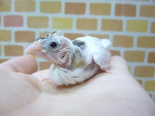 十姉妹（ジュウシマツ）