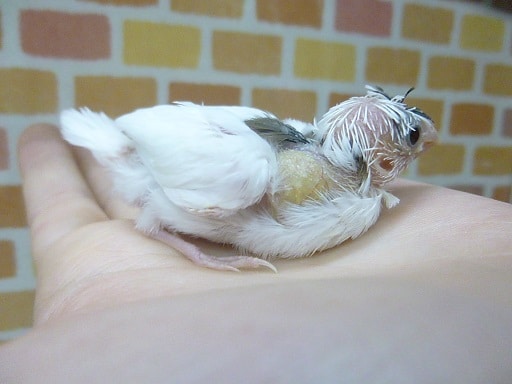 十姉妹（ジュウシマツ）