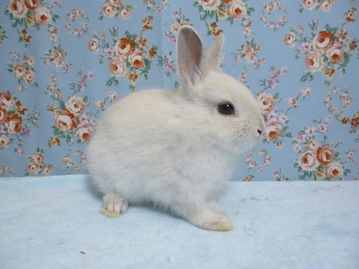 ネザーランドドワーフ