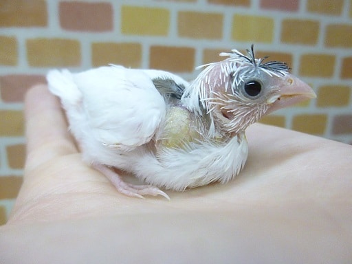 十姉妹（ジュウシマツ）