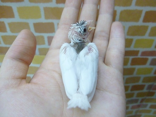 十姉妹（ジュウシマツ）