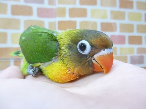 キエリボタンインコ