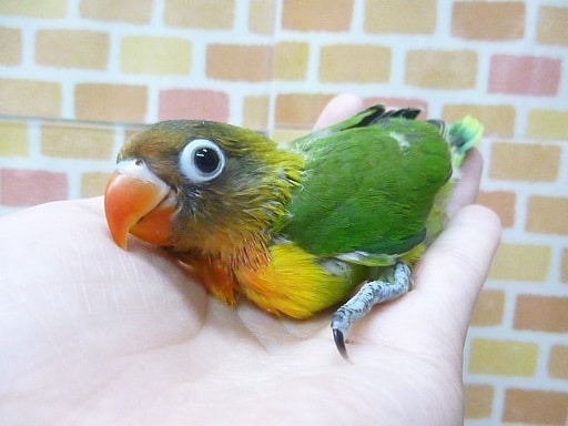 キエリボタンインコ
