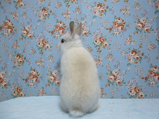 ネザーランドドワーフ