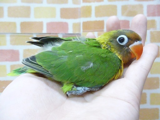 キエリボタンインコ